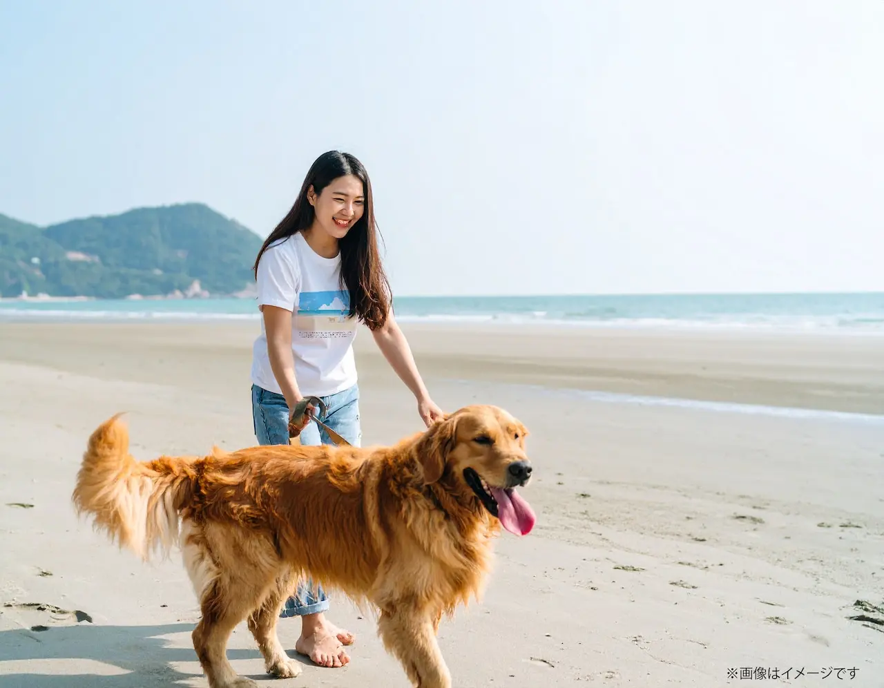 ゴールデンレトリバーTシャツ｜散歩 ホワイト 着用イメージ